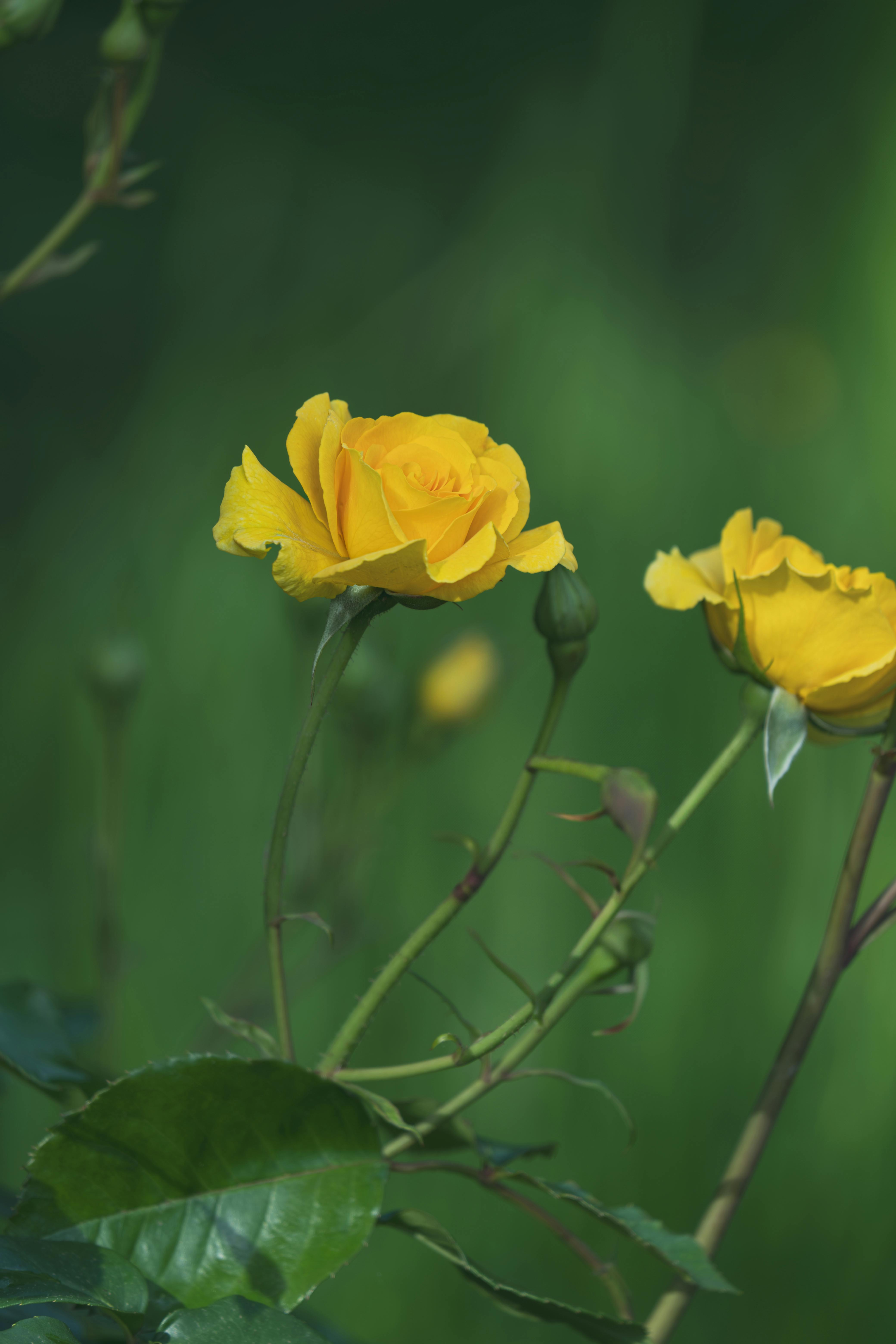 Vibrant yellow roses blooming in a meadow in Riegel am Kaiserstuhl, Germany.