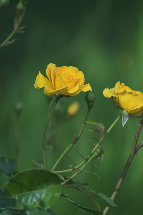 Бесплатное стоковое фото с дикий, дождь, желтая роза