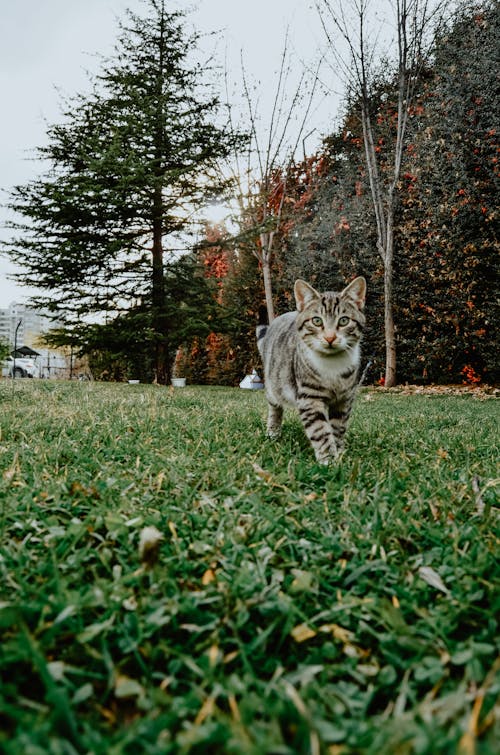 Základová fotografie zdarma na téma 4k tapeta, arka plán, barevný