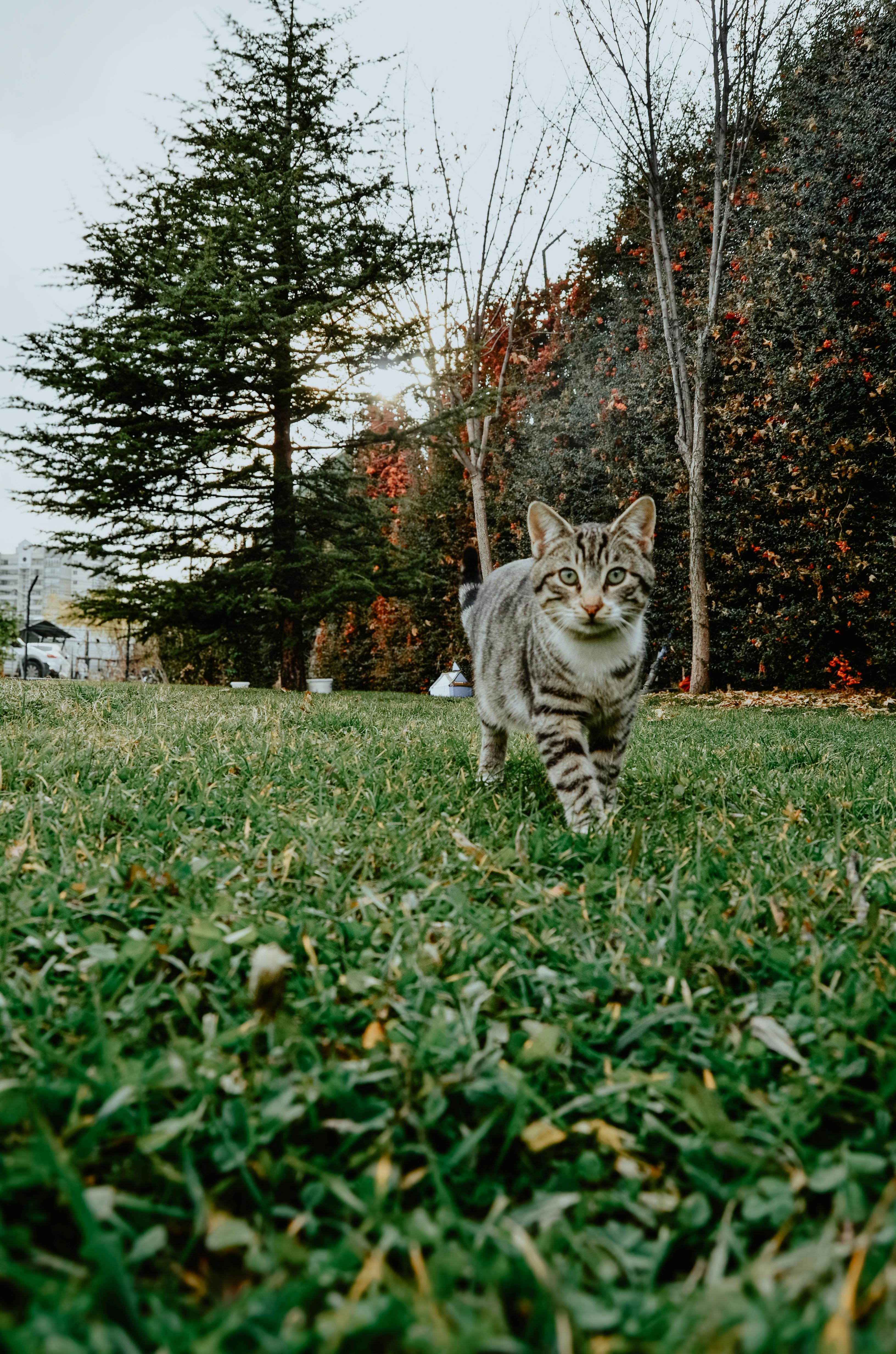 Miễn phí Ảnh lưu trữ miễn phí về ảnh mèo, ánh sáng, bình yên Ảnh lưu trữ