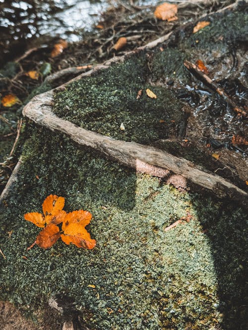 A leaf is sitting on the ground next to a stream