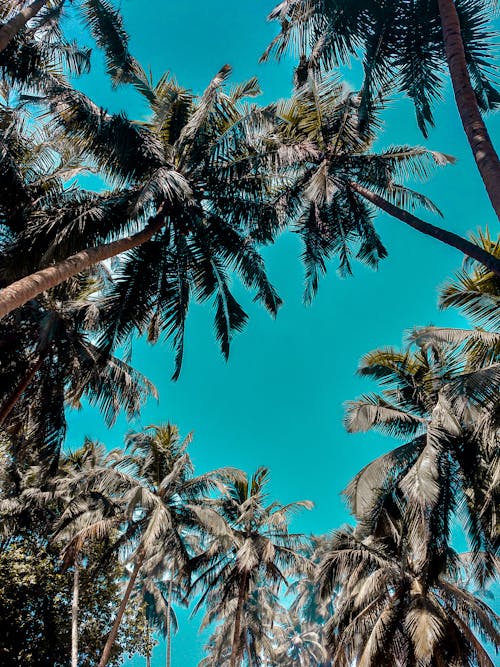 免费 棕榈树的低角度照片 素材图片