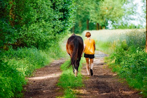 Бесплатное стоковое фото с время, лошадь, на природе