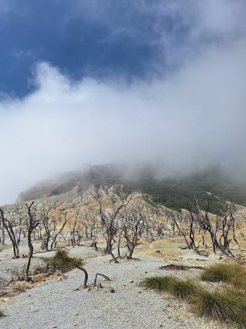 Základová fotografie zdarma na téma cestování, dřevo, erupce