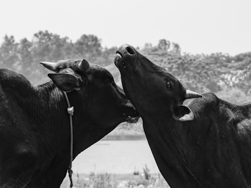 Безкоштовне стокове фото на тему «бик, дорослий, кіннота»