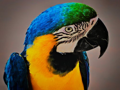 Close-up photo of a blue and yellow macaw parrot