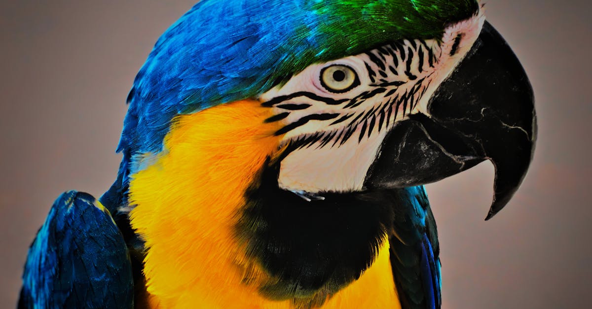 How to make a paper parrot macaw
