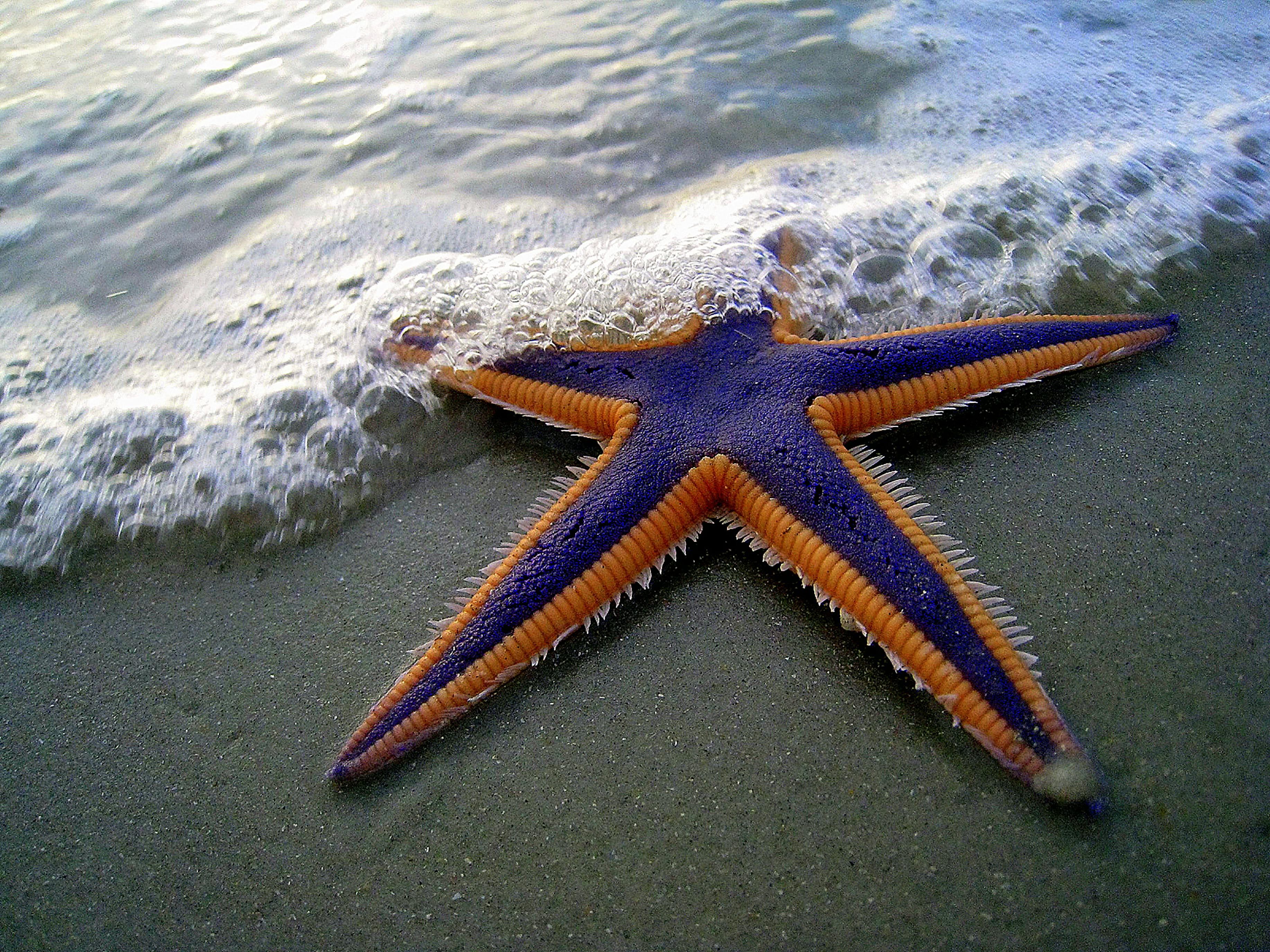 Download Starfish wallpapers for mobile phone free Starfish HD pictures
