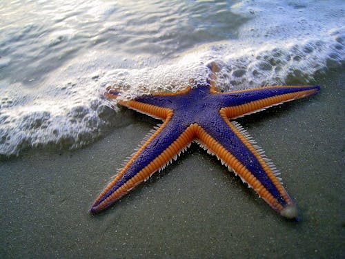 Foto En Primer Plano De Una Estrella De Mar Morada Y Naranja