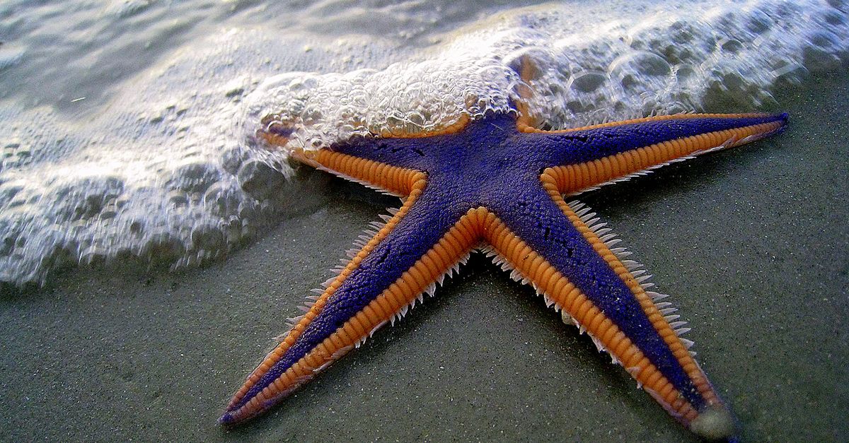 Rüyada Deniz Yıldızını Denize Bırakmak - Rüya Tabiri ve Anlamı - Close-up of a vibrant starfish on Daytona Beach with ocean waves lapping its arms.