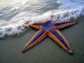 代托纳海滩上一条充满活力的海星的特写镜头，海浪拍打着它的手臂