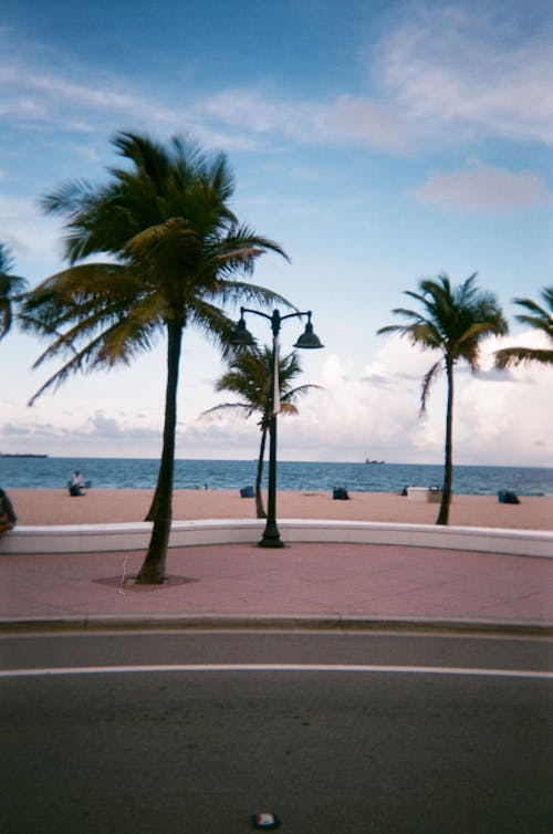 Pohon Palem Hijau Di Pantai