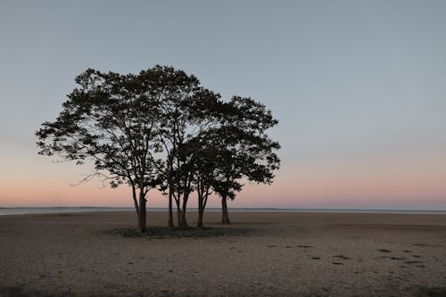 斯坦福德, 日出, 早上 的 免費圖庫相片