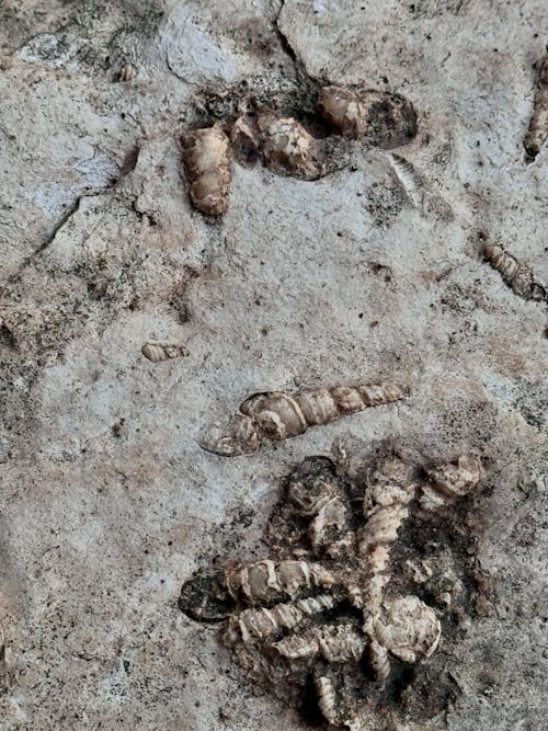 Immagine gratuita di fossile, giro in barca, isole