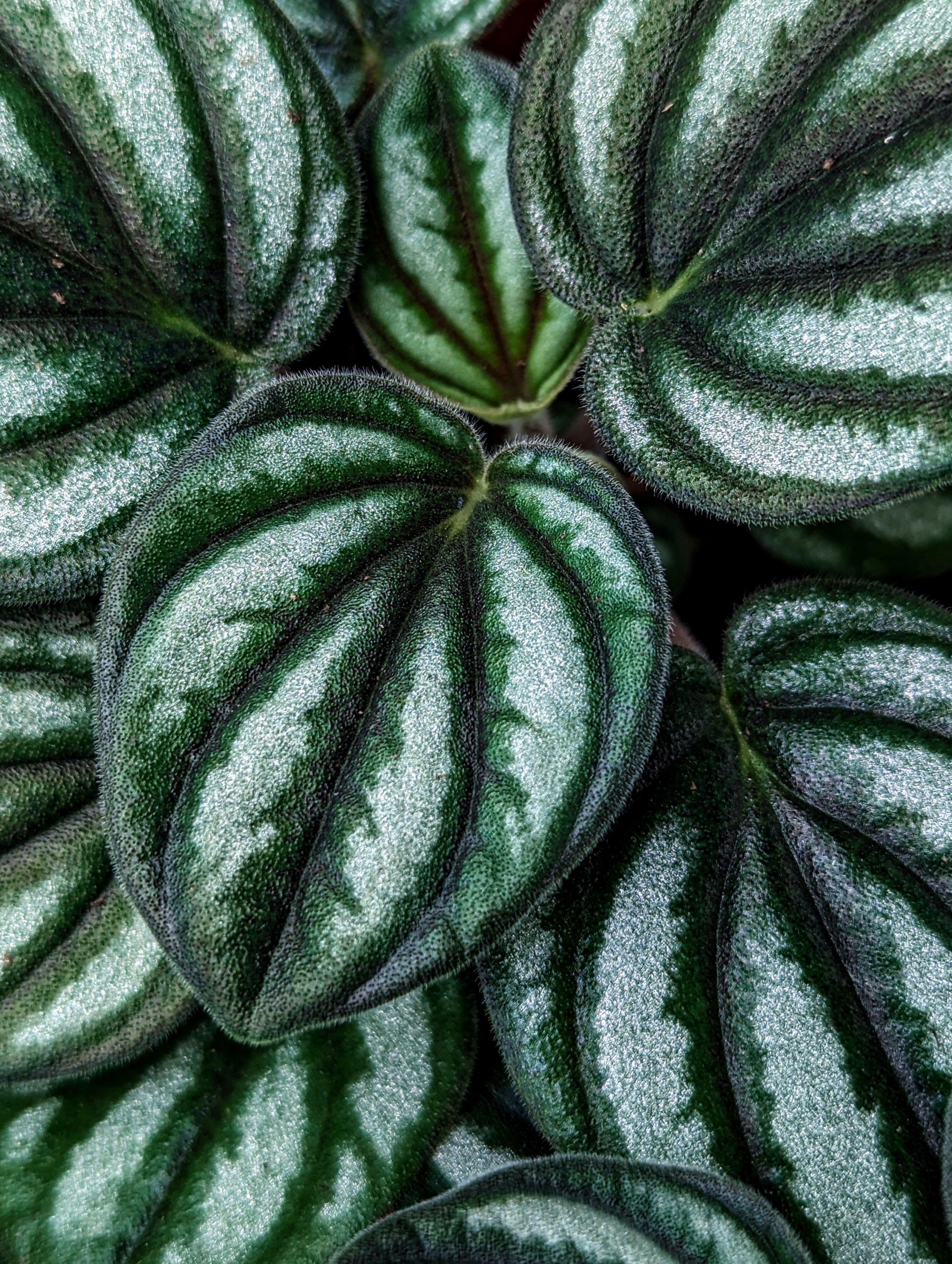 De franc Primer Pla De Fulles Tropicals Foto d'estoc