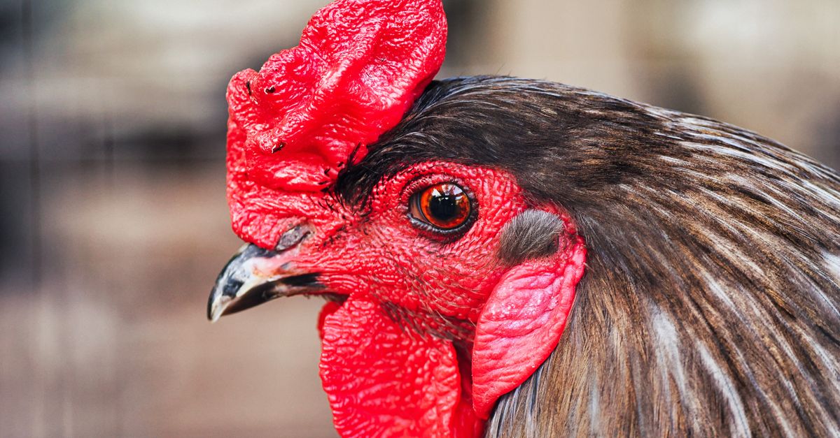 Cockrel Bird Portrait of Cockerel · Free Stock Photo