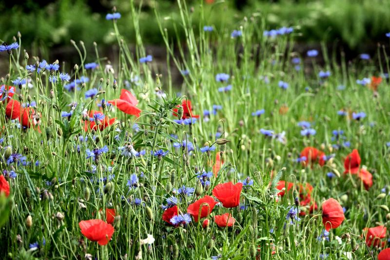 Massif de fleurs sauvages colorées