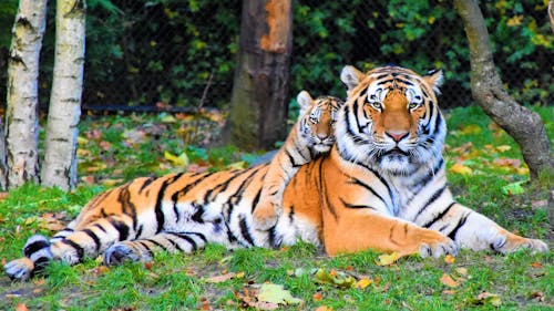 Bezpłatne Zdjęcie Tygrysa I Cub, Leżących Na Trawie Zdjęcie z galerii