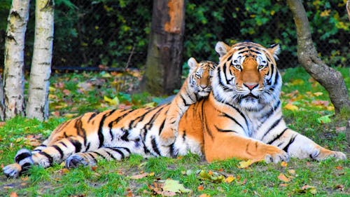 Photo of Tiger and Cub Lying Down on Grass