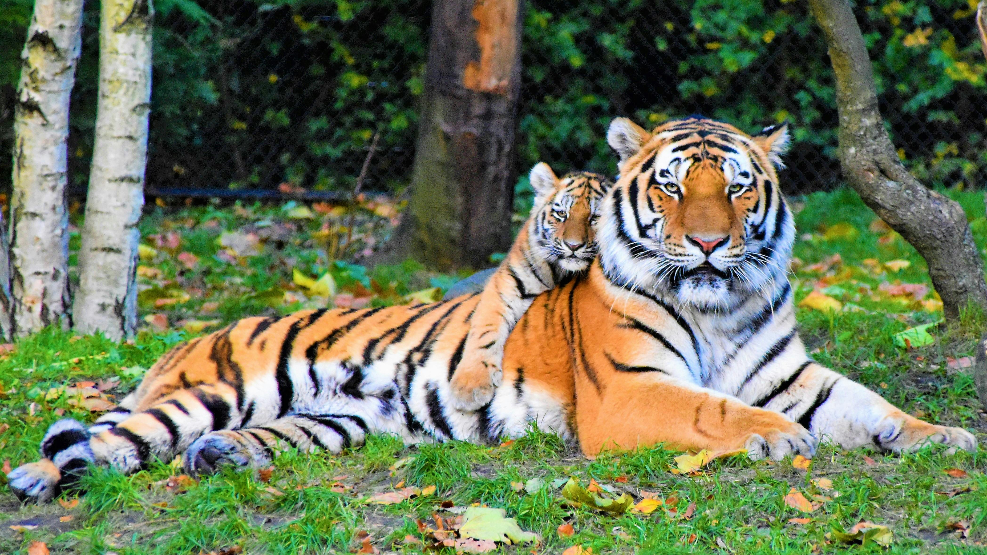 800+ Tiger Bilder und Fotos · Kostenlos Downloaden · Pexels Stock-Fotos