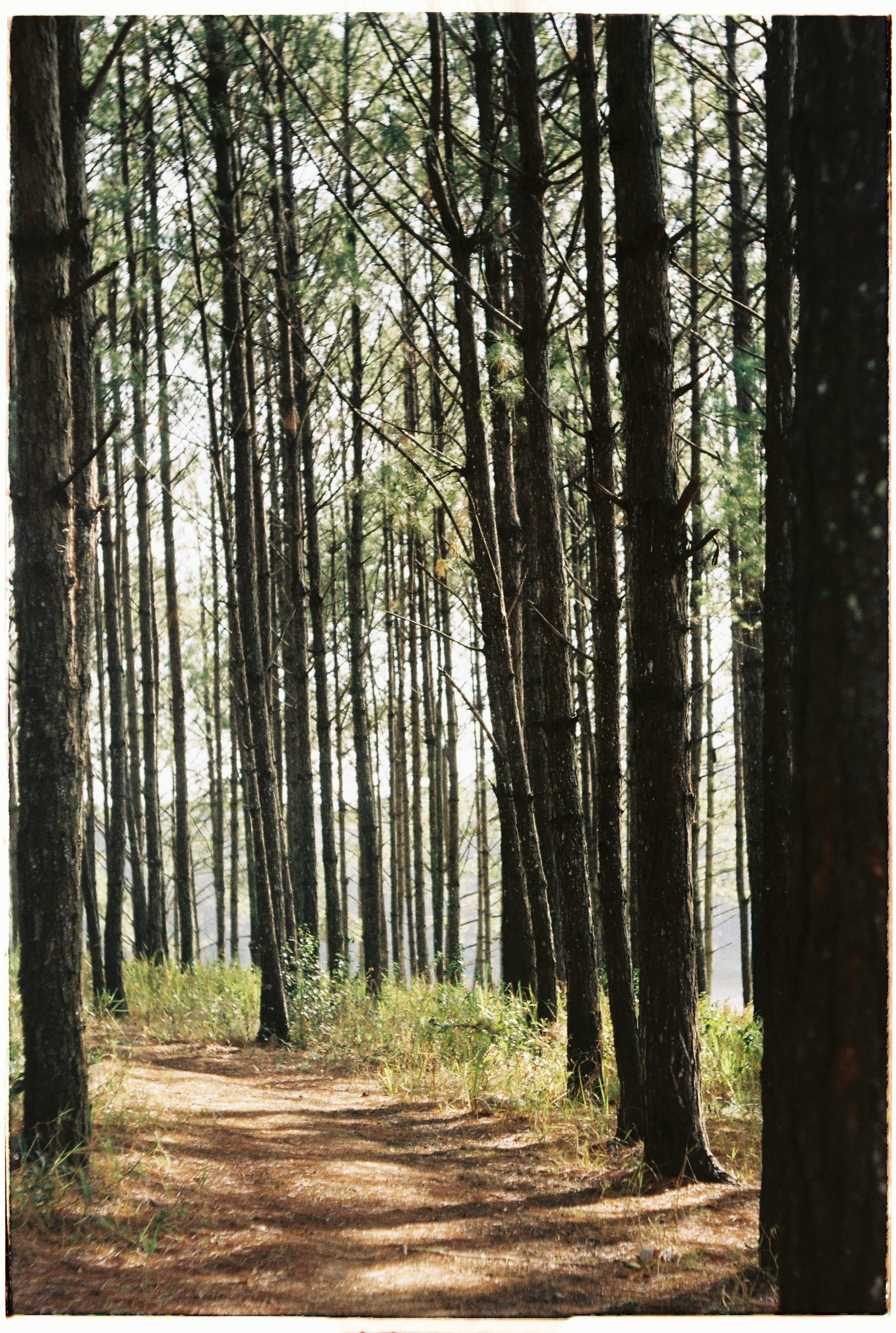 Peaceful wooded path surrounded by tall pine trees on a sunny day.