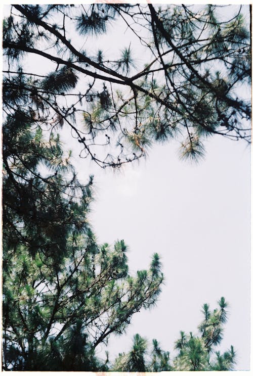 A photo of a pine tree with the sky in the background
