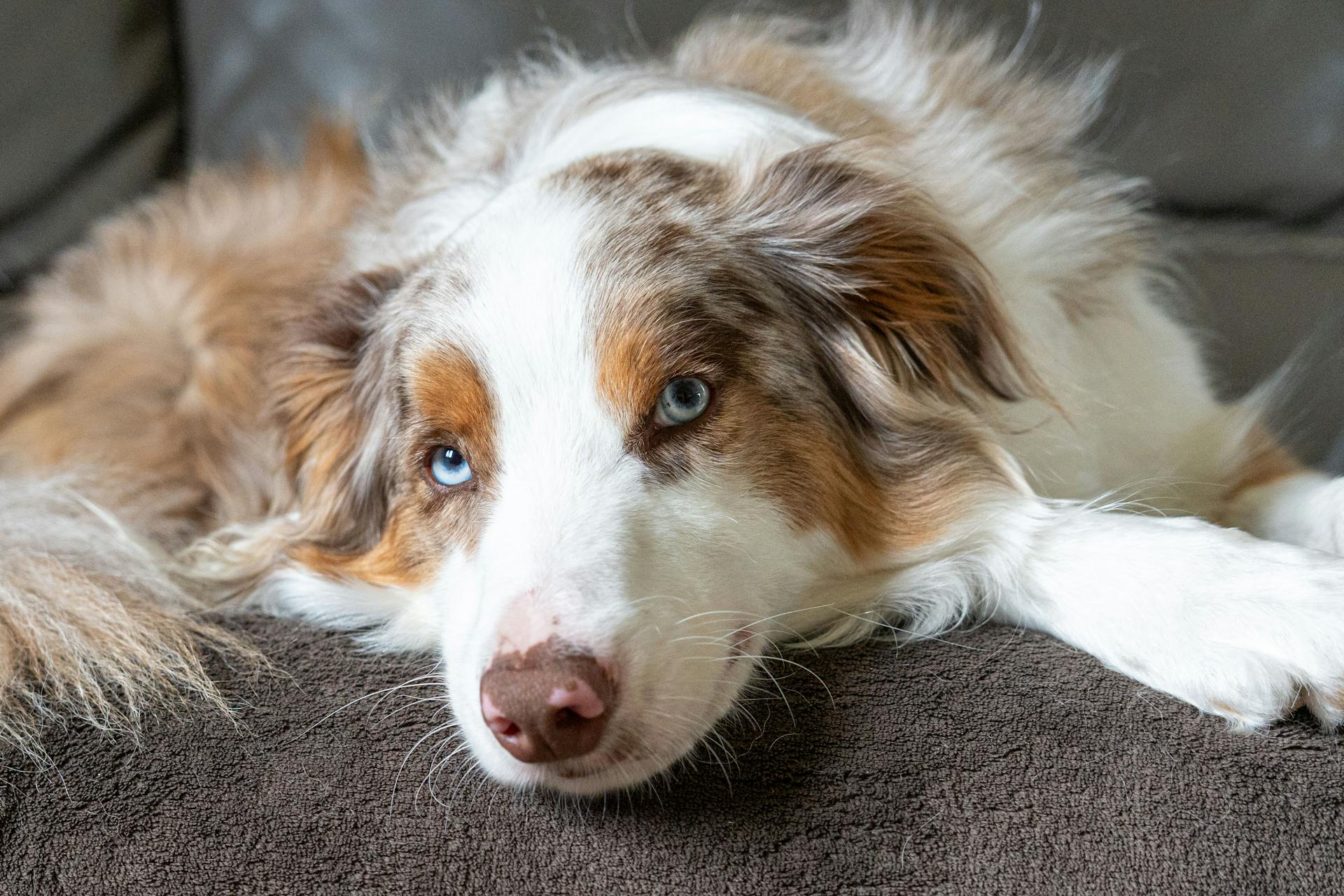 Australiensisk herdehund som ligger ner på soffan