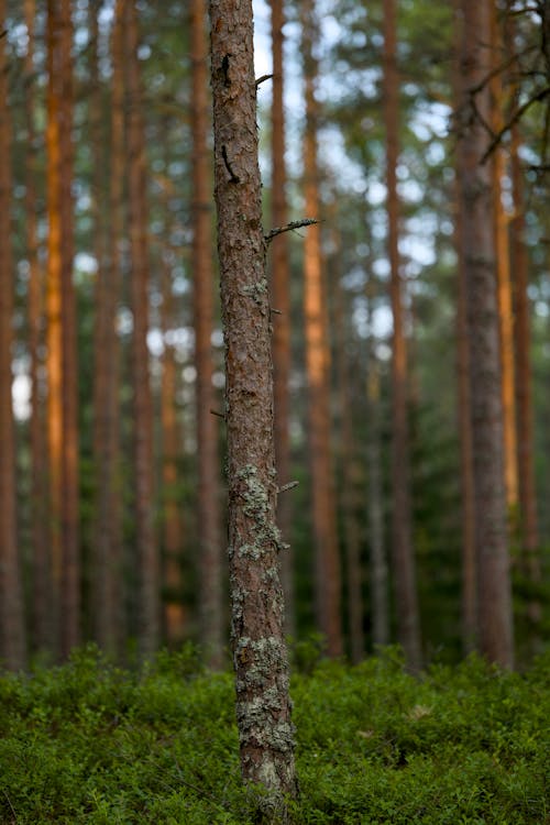 Základová fotografie zdarma na téma borovice, bujný, divočina