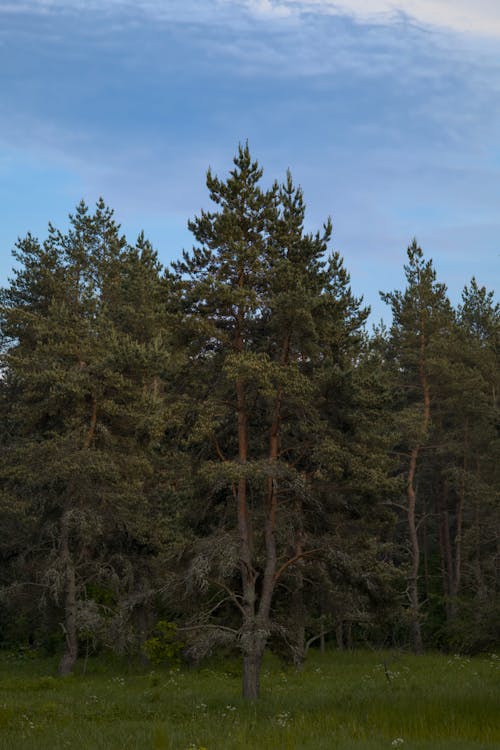 Foto d'estoc gratuïta de arbre de coníferes, arbres, arbres de fulla perenne