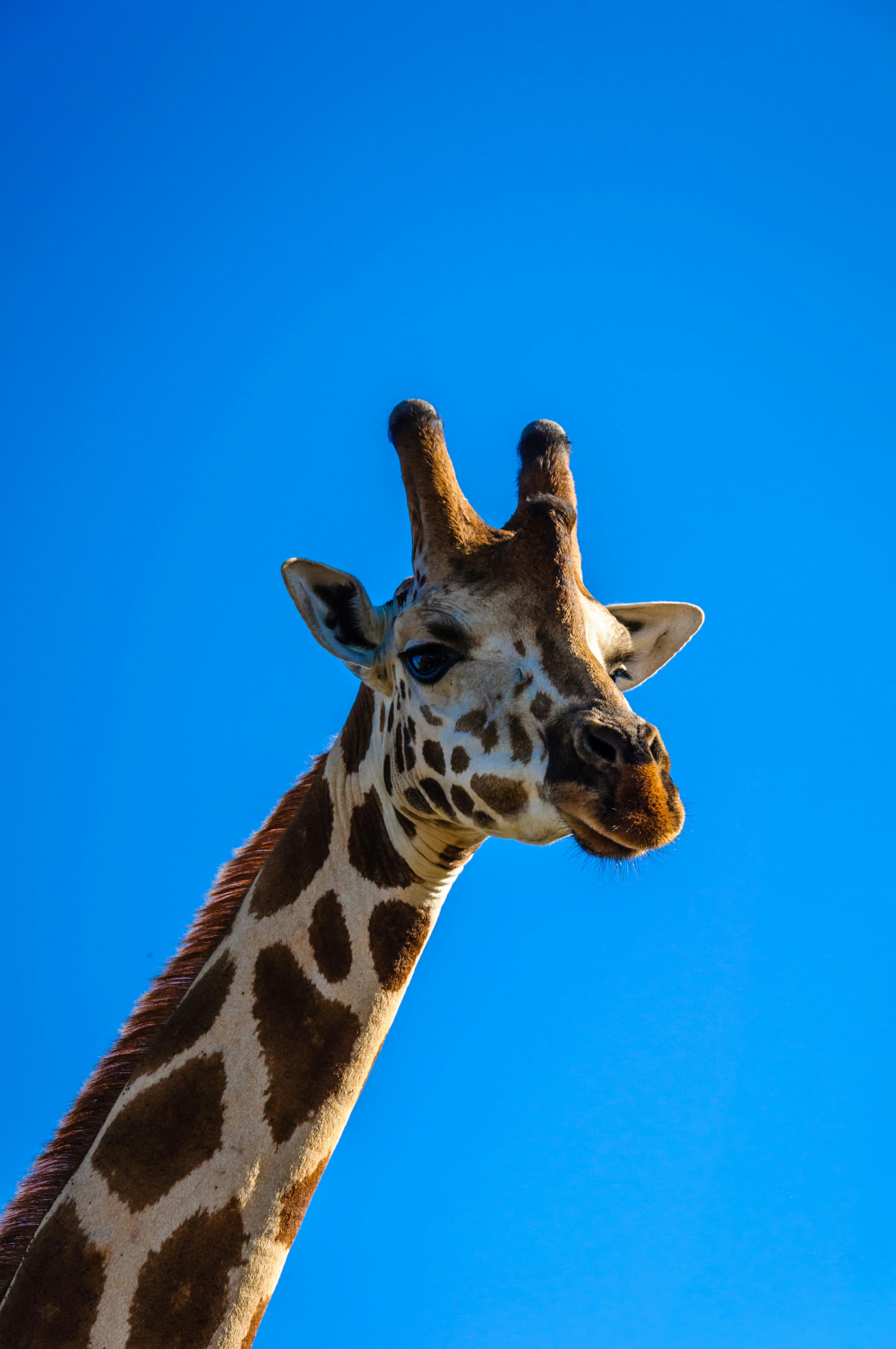 blue giraffe background