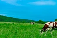 蔚蓝天空下，奶牛安静地在郁郁葱葱的绿色牧场上吃草，展现出宁静的乡村夏日景象