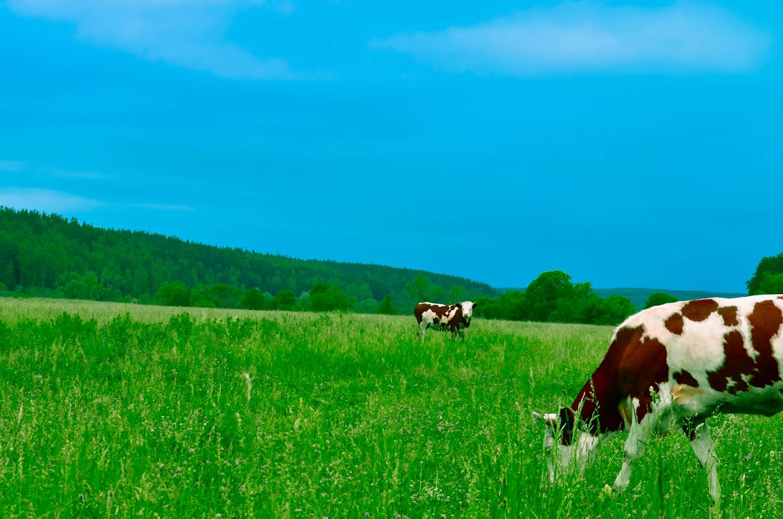 無料 空を背景に野原で放牧している牛 写真素材