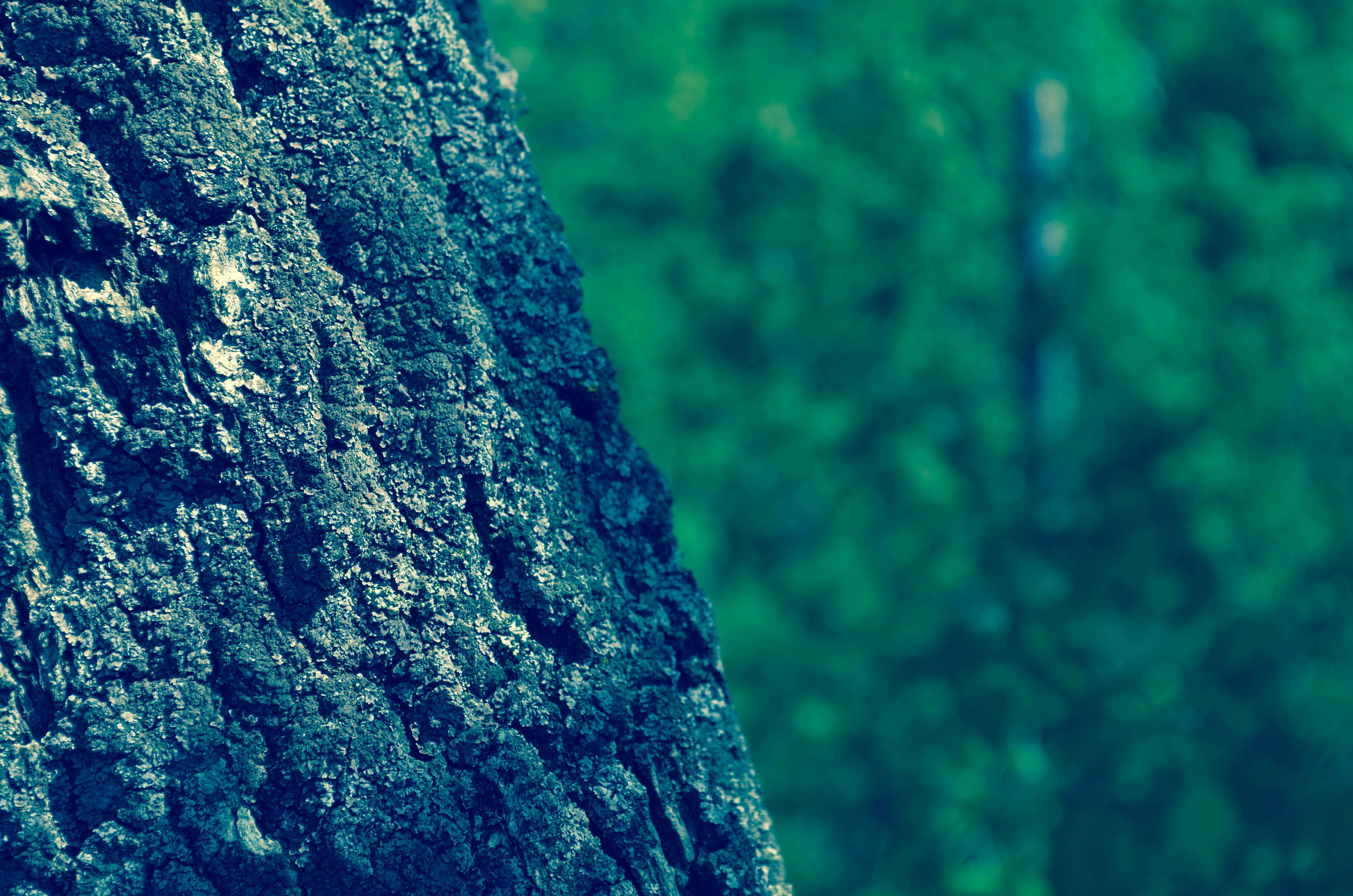 Close-up of Tree