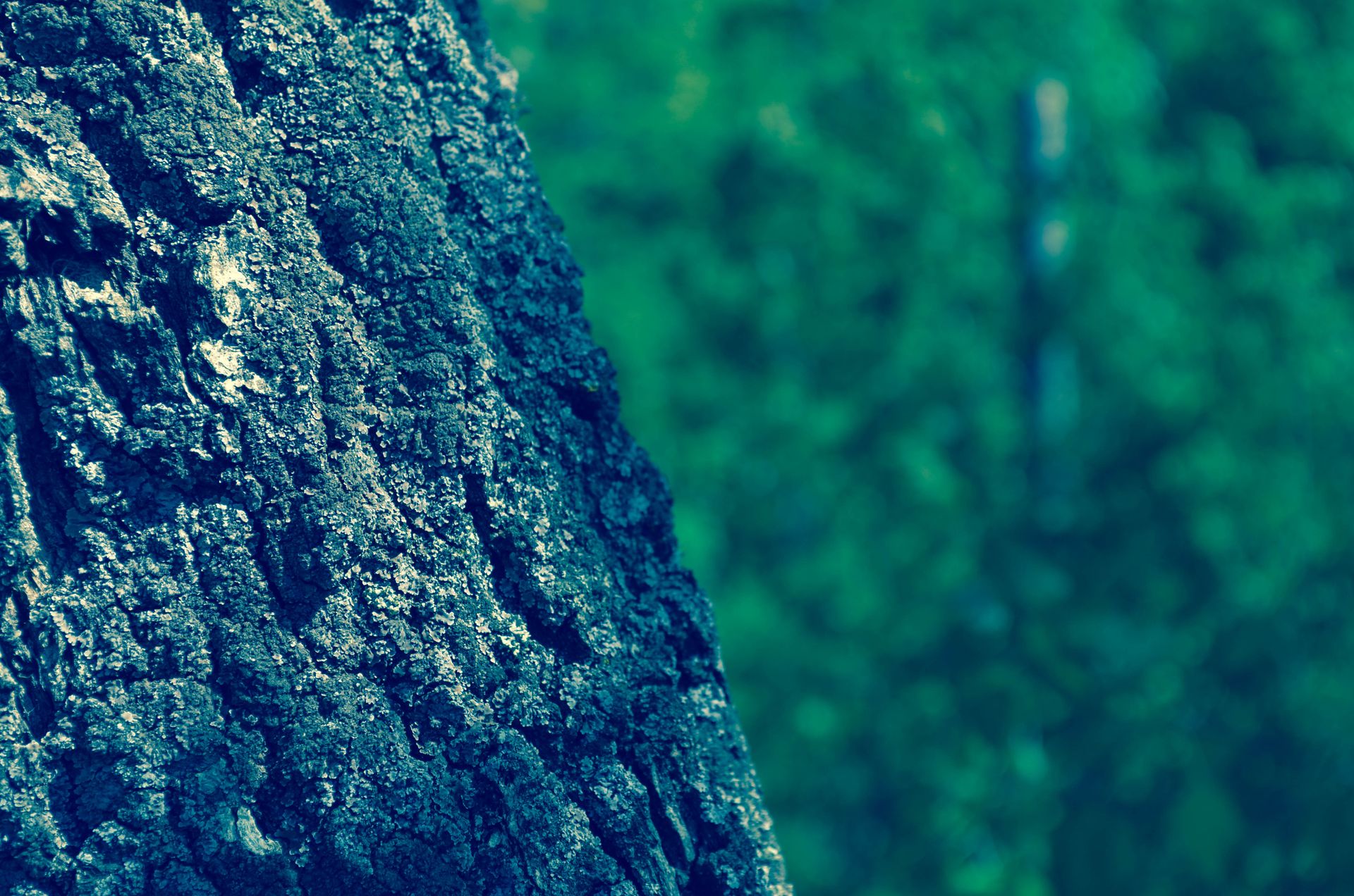 Detailed shot of textured tree bark against a blurred green outdoor backdrop.