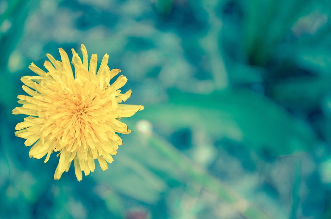 Free Close-up of Yellow Flower Stock Photo