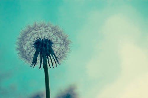 Free Close-up of Dandelion Stock Photo