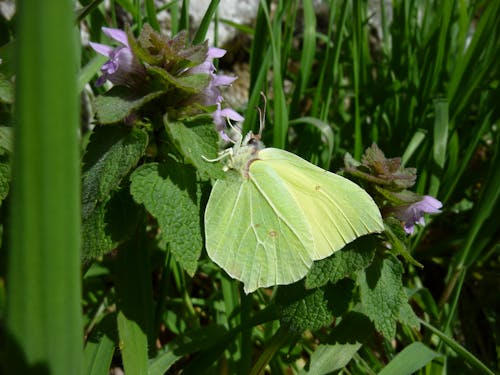 Kostnadsfri bild av fjäril, grön bakgrund