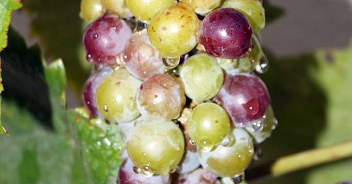 Close-up of Grapes Growing in Vineyard