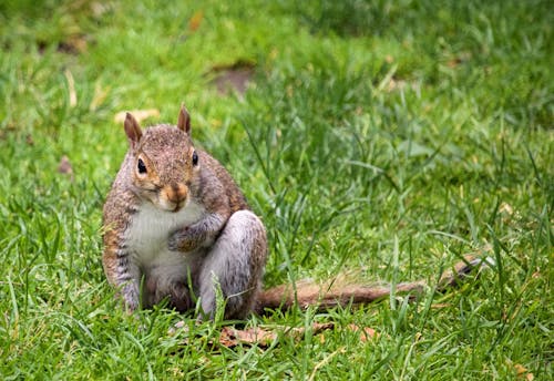 Photo of a brown and grey squirrel sitting on grass field