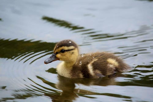 Free Photo of Black and Yellow Duckling Wading in Water Stock Photo