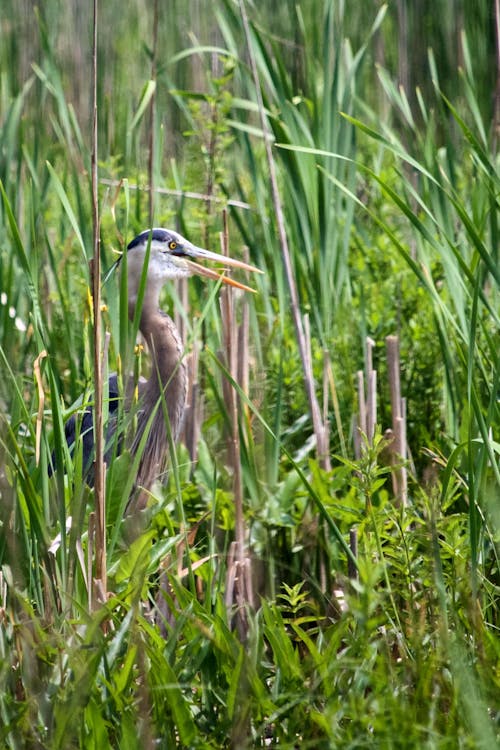 Brown and White Heron