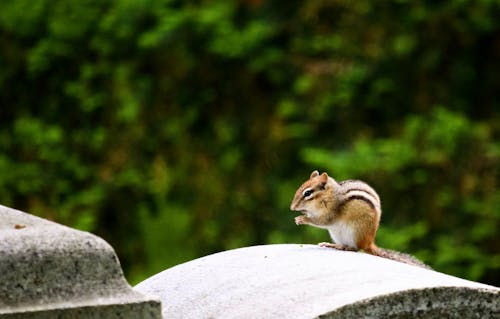 Brown Squirrel on a Gray Cement Arch