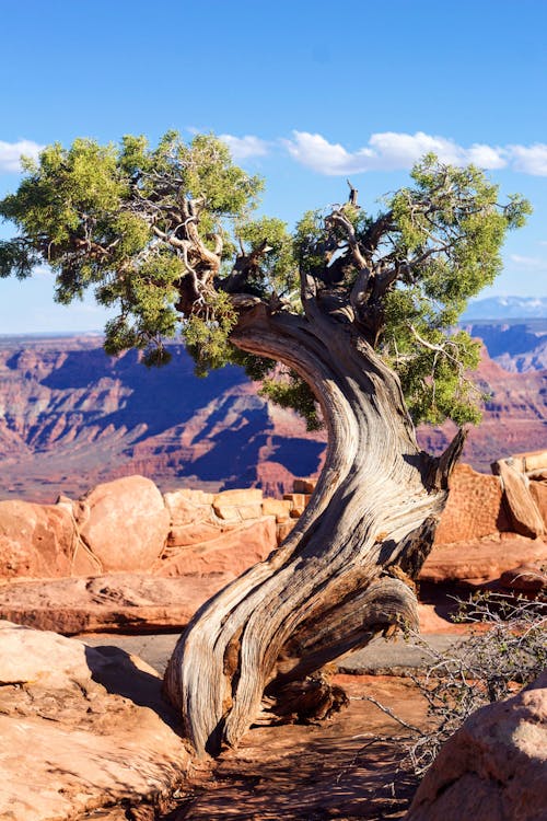 Foto d'estoc gratuïta de arbre, erosió, gran arbre