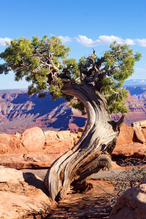 Free A solitary juniper tree twists above the red rock desert, showcasing nature's resilience. Stock Photo