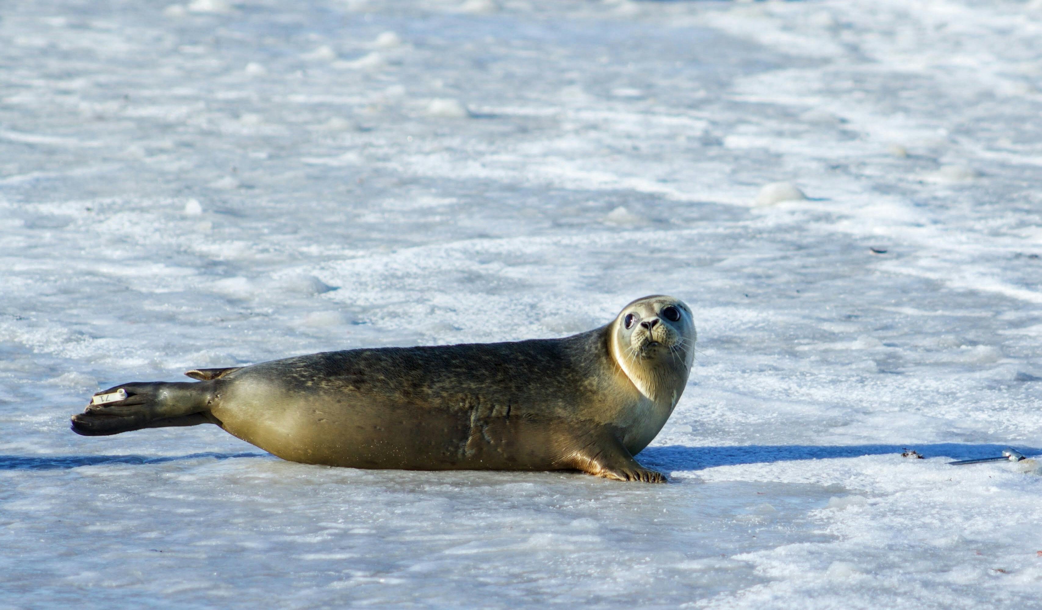 “Photo of Gray Seal on Ice” by Jen Healy on Pexels