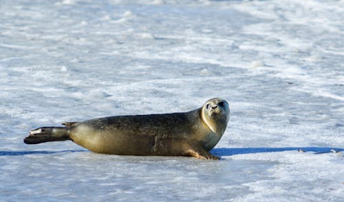 灰色海豹在冰上的照片