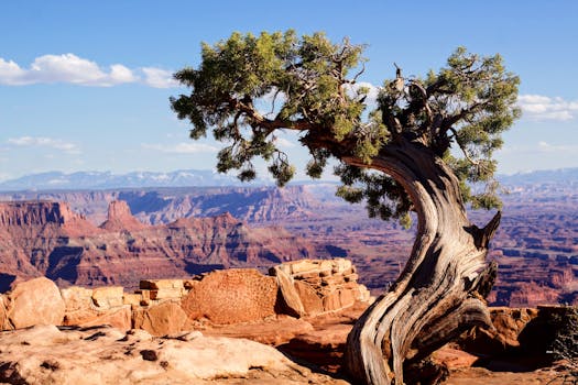 广阔的峡谷中，一棵引人注目的树屹立在湛蓝的天空下