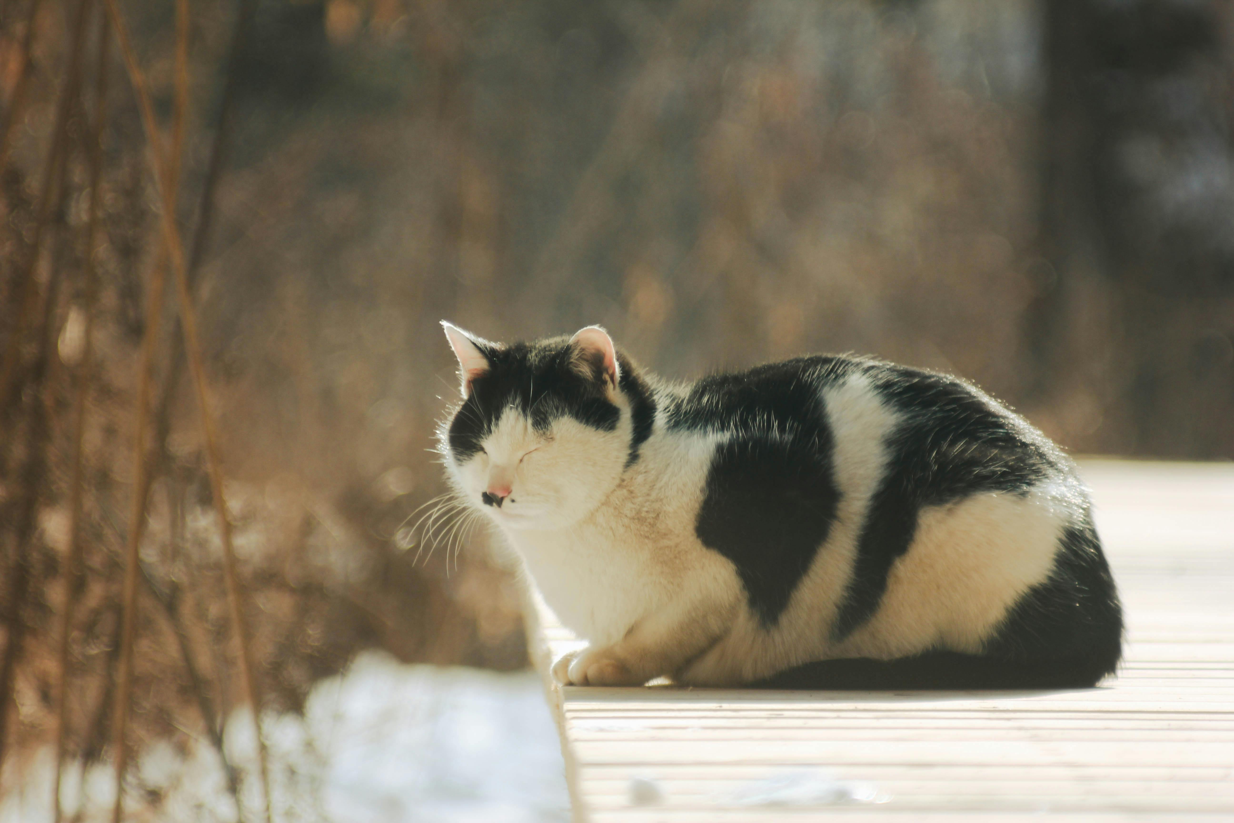 A cute black and white cat sunbathes peacefully on a sunny wooden terrace.