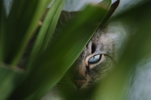 Free Close-up of a cat's eye peeking through green leaves, offering a mystic and intriguing view. Stock Photo