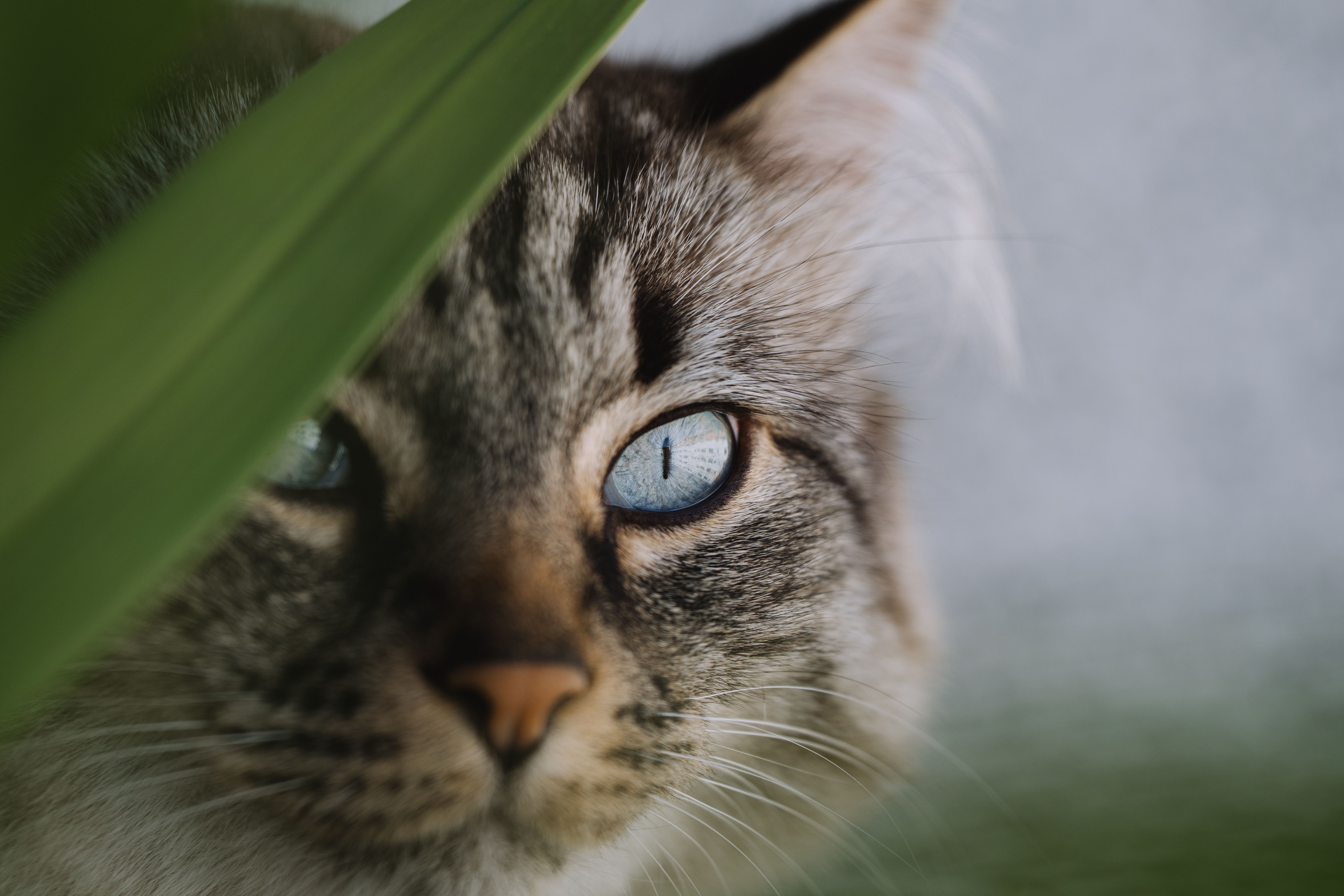 Veterinarian examining a cat during a checkup